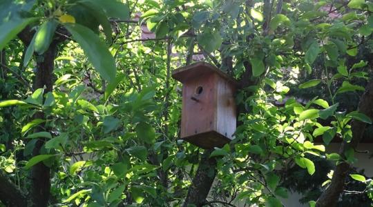 A madárodú-boom: melyik típus kinek való?