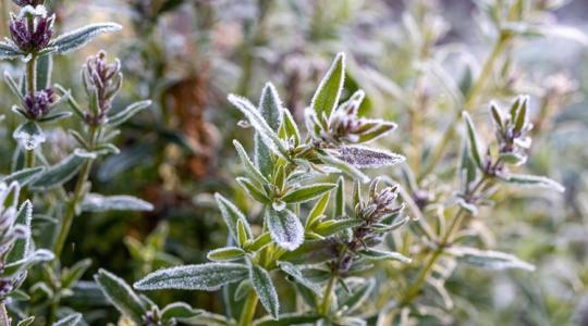 A legszebb téli fűszerek balkonra