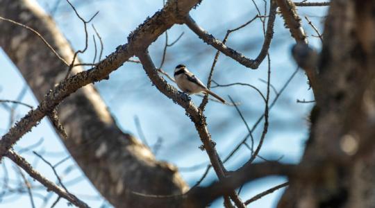 A legcukibb téli vendégek: sünök, cinkék, vörösbegyek