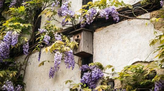 5 állat, amely titokban segít a kertednek télen