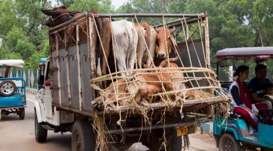 Még mindig nyitott platón hozzák-viszik a marhákat Indiában