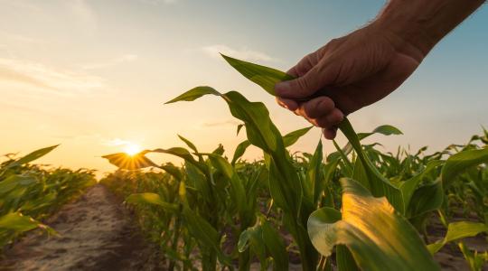 A fenntartható növénytermesztés új eszköze: nitrogénmegkötés élő baktériumokkal