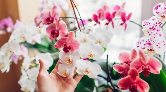 Adj az orchideának teát! Elképesztő lesz a látvány!