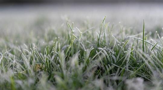 Miért lapul ki a gyep télen – és baj-e ez?