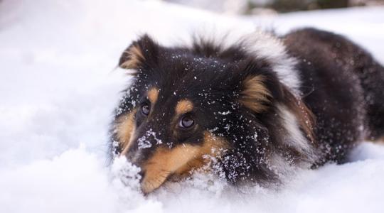 A legjobb állatbarát téli praktikák az udvaron