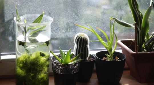 5 jel, hogy túlöntözöd a téli növényeidet