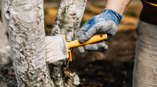 A legjobban túlmisztifikált téli kerti feladat