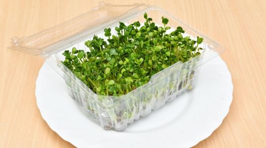 A tél legjobb „konyhakert a kamrában” ötletei