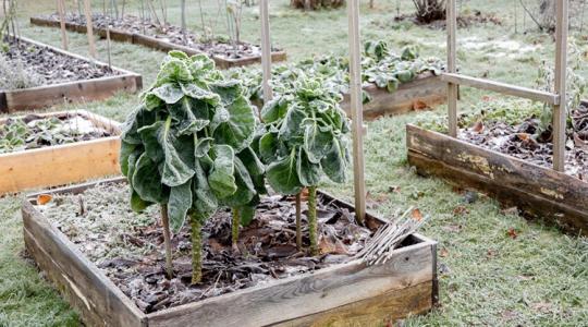 Közösségi kert télen – van értelme?