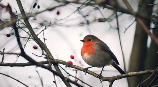 A legszebb téli madármegfigyelő pontok itthon