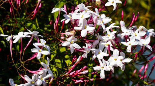 Téli illatok a kertben – növények, amelyekhez érdemes közel hajolni