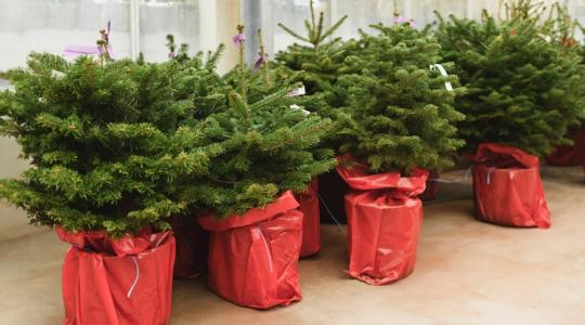 A cserepes karácsonyfa túlélési kézikönyve