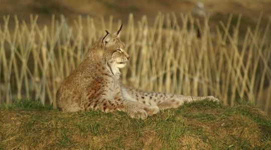 Nagy árat fizethetnek az angol gazdák az ökológiai egyensúlyért