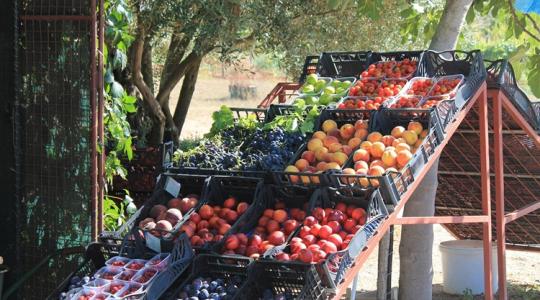 Tisztán látszik, melyik gyümölcsöt lehet most a legjobb áron eladni
