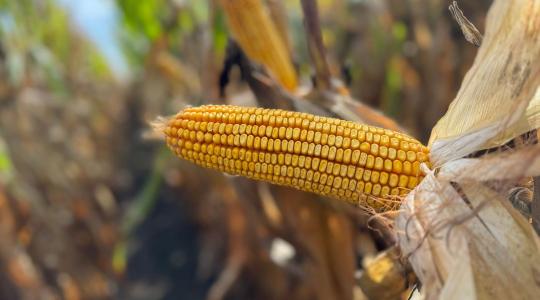 Kukoricatermesztés új szemléletben – DEKALB megoldások aszályos évjáratokra 