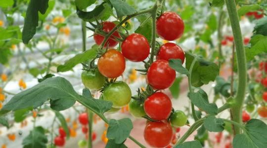 Ózonnal a betegségek ellen – kevesebb vegyszer, több termés