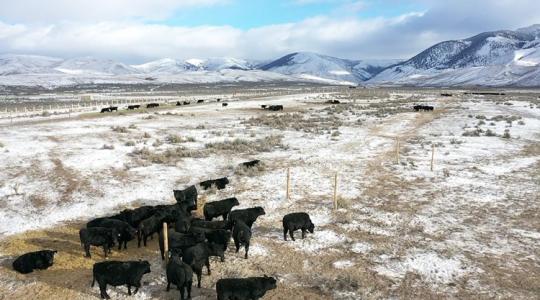 Hírből sem ismerik az alföldi marhák ezt a betegséget
