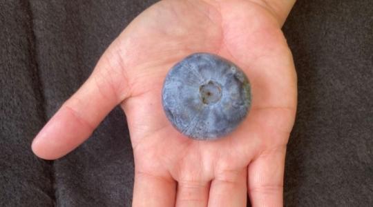 Láttál már ekkora áfonyát? Beleharapnál, igaz?