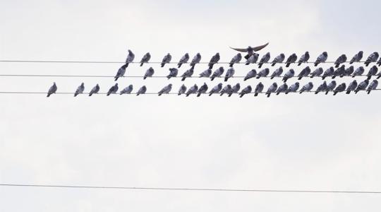 25 év adatait rendszerezik, professzionálisabb lesz a madárvédelem