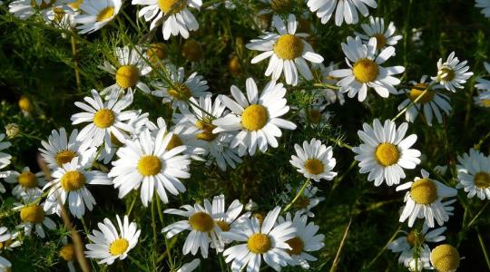 Kamillabetakarítástól a szeparálásig: így működnek a korszerű gyógynövény-feldolgozók