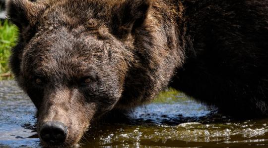 Ez mindenkit sokkolt: 350 medvét lőnek ki a szomszédban