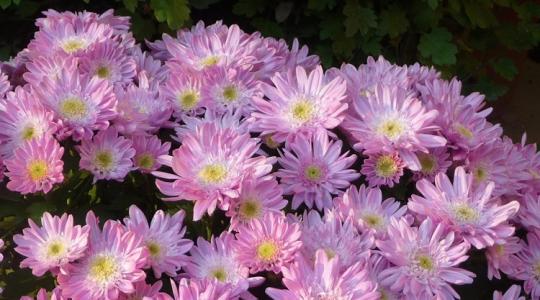 Így nevelj hálás évelőt a krizantémból