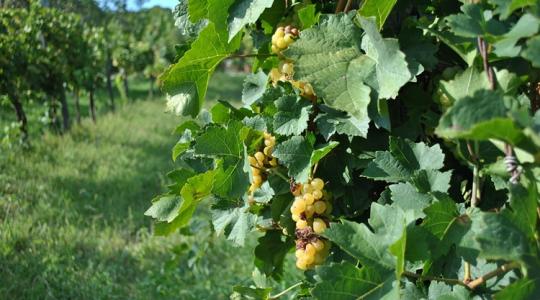 Szőlő- és bortermelők, figyelem: változott az adatszolgáltatási határidő