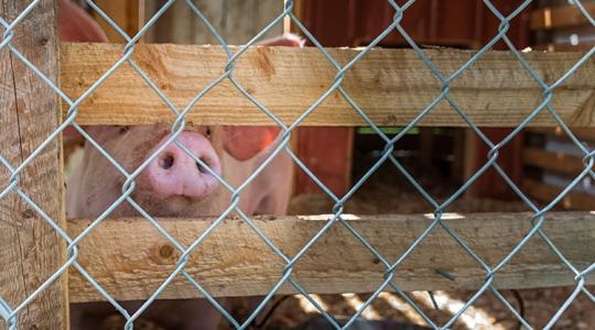 Új korszak jöhet a vágóhidakon az Egyesült Királyságban
