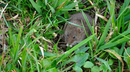 Kritikus szintet ért el a pocokfertőzöttség 