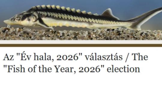 Melyik lesz az év hala? Rájuk szavazhatsz!
