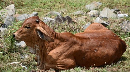 Egyre nagyobb területen folytatnak sürgősségi vakcinázást
