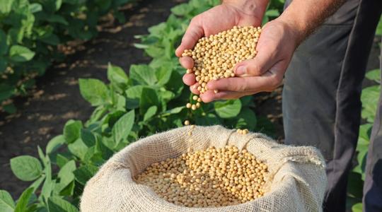 Ne csak a majonéz jusson eszedbe erről a cégről: megmenti a talajt