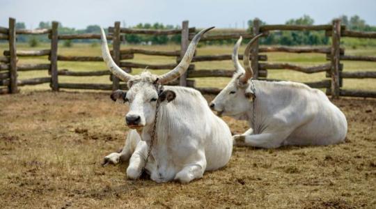 A magyar szürke marha lehet a válasz a kihívásokra?