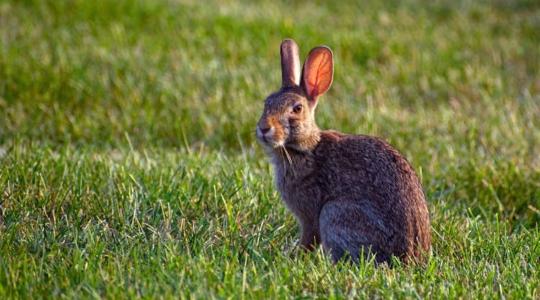 Új vírus tizedeli a mezei nyulakat
