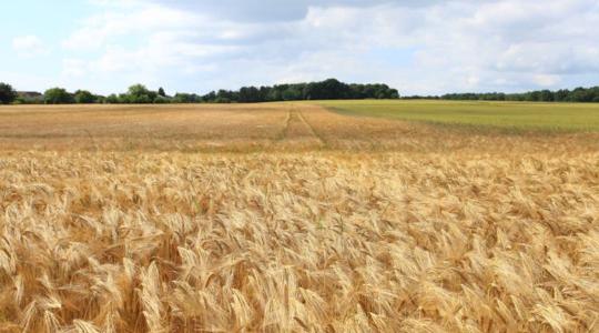 Bőséges kínálat és alacsonyabb árak mozgatják a gabonapiacot