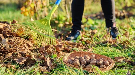Diófád van? Ne bosszankodj a sok levél miatt, hiszen kincset érnek!