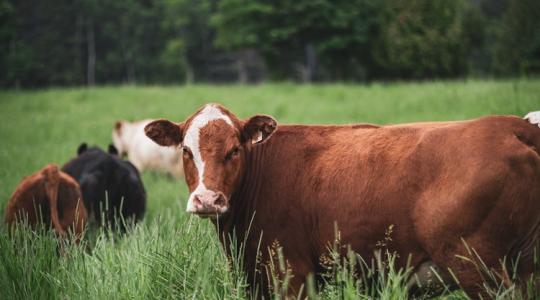 Előrehozott pénzek, új források: ezt megérzik a magyar állattartók