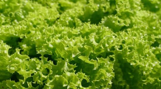 Hiába a jó termés, alig lehet eladni – ez vár ránk is?