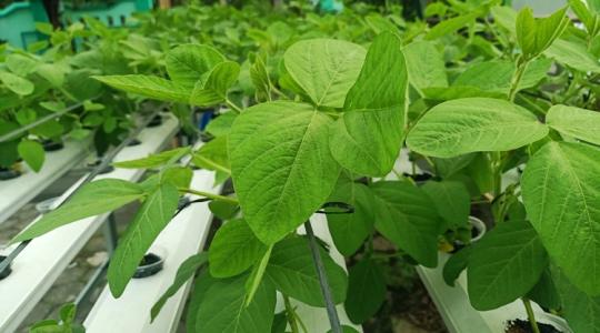 LED-fény alatt nő a szója, és egész évben terem