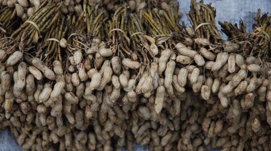 Súlyos veszélyben a kedvenc csemegéd – de van remény