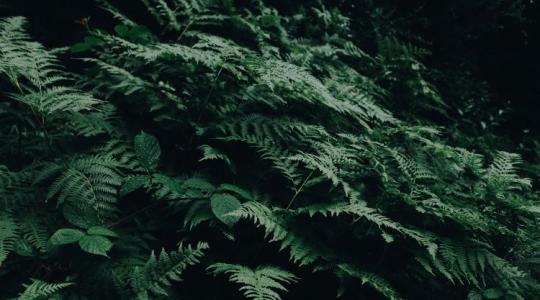 Fitobányászat – újabb bevételi forrás lehet majd a gazdáknak?