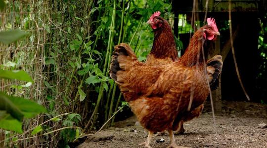 Újabb forrás nyílt meg a madárinfluenza elleni védekezésre
