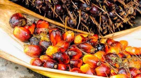 Ok nélkül démonizáltuk a pálmaolajat? Most minden kiderül...