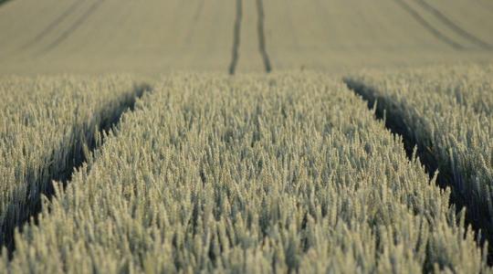 Víztakarékos növénytermesztés: erre az áttörésre vártak a gazdák