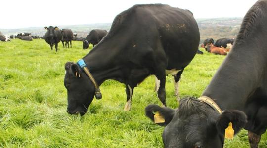 Csúcstechnológiás nyakörv és ultramodern fejőház: ez a jövő