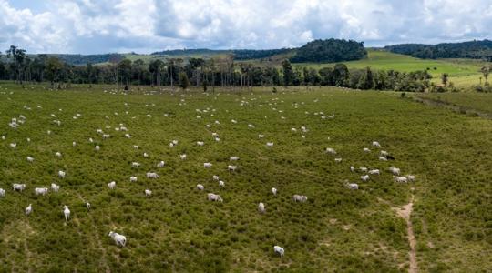 Agrárkísérlet füljelzővel: így rögzítik a szarvasmarhák mozgását a brazilok
