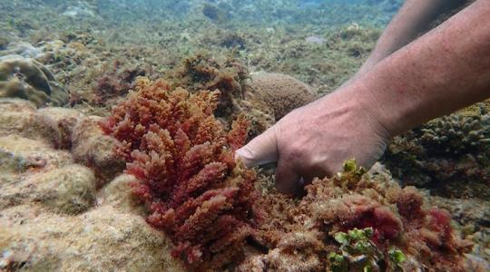 Meglepő módon veszik fel a harcot a mezőgazdaság mumusa ellen