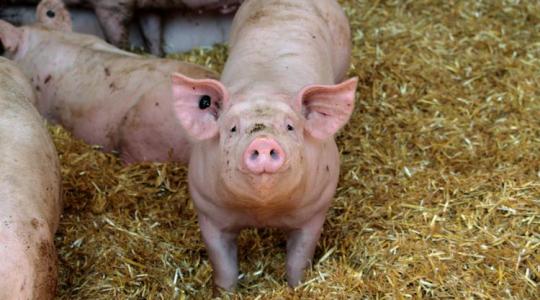 Dráma a sertéspiacon: mélyrepülésben az árak, veszélyben a termelők fejlesztései