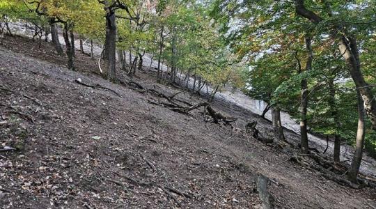 A túlszaporodott vadállomány következménye: egy fafajunk már a múlté