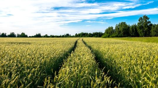 Válságban a magyar vetőmagágazat